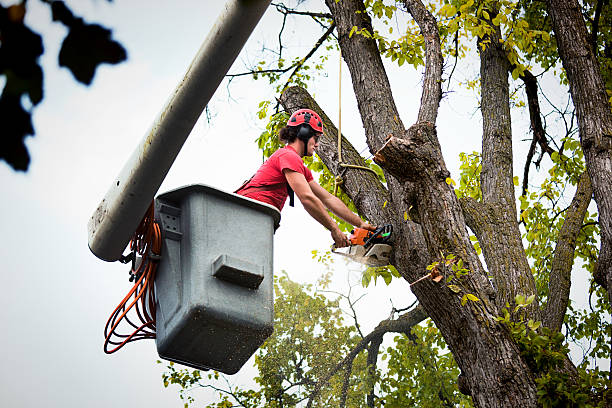 Best Tree Preservation Services  in Ripon, CA